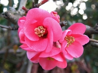 Picture of Japanese Quince