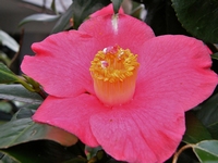 Picture of Camellia