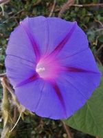 Picture of Morning Glory