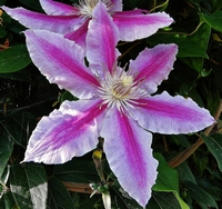 Picture of Clematis