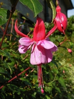 Picture of Fuchsia