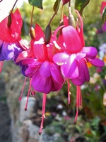 Picture of Fuchsia
