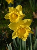 Picture of Daffodil