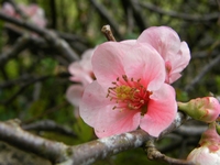 Picture of Flowering Cherry