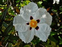 Picture of Rock Rose