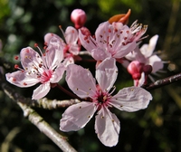 Picture of Flowering Cherry