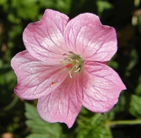 Picture of Cranesbill