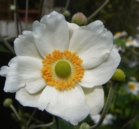 Picture of Japanese Anemone