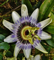 Picture of Passion Flower
