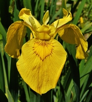 Picture of Yellow Flag Iris