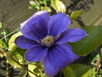 Picture of Clematis