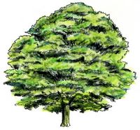Drawing of Hornbeam Tree