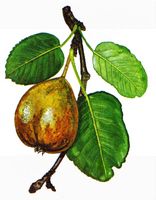 Drawing of Wild Pear