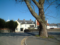 Picture of Wootton Plane Tree