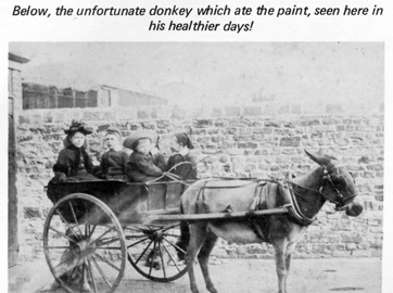 Photograph of the donkey that ate the paint 