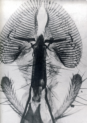 Picture of The proboscis of a blow-fly taken in 1933 with a home-made camera.