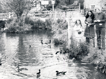 Photograph of feeding the duckas