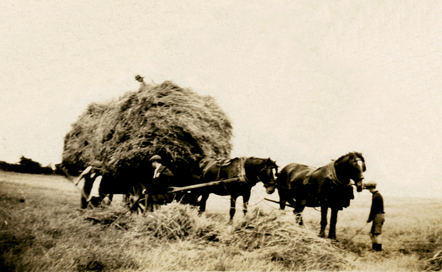 Picture of Haymaking at Wootton Farm circa 1920