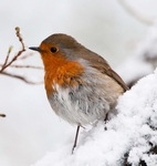 Picture of a Robin in the snow