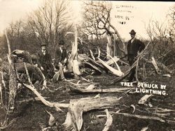 Tree struck by lighting 14 April 1907 [Granvilles]