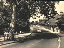 Plane tree (about 160 years old) and view up High Street circa 1950