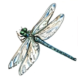 Drawing of Dragon Fly