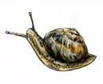 Drawing of Snail